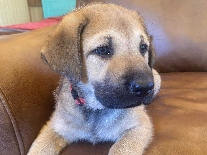 chinook puppy